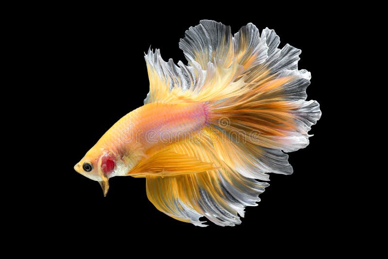 Ciérrese encima del movimiento de arte de los pescados de Betta fotografía de archivo libre de regalías Ciérrese encima del movimiento de arte de los pescados de Betta fotografía de archivo libre de regalías