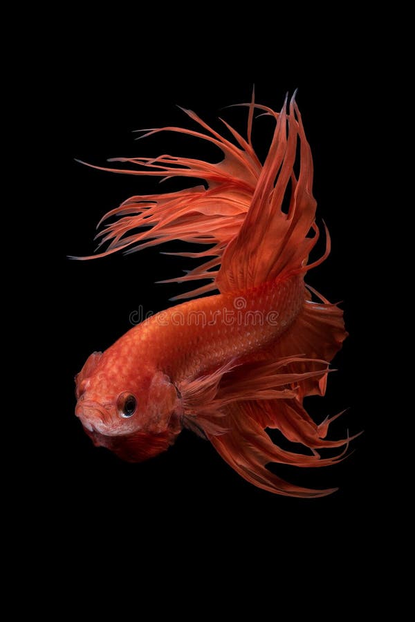 Ciérrese encima del movimiento de arte de los pescados de Betta imagen de archivo libre de regalías Ciérrese encima del movimiento de arte de los pescados de Betta imagen de archivo libre de regalías