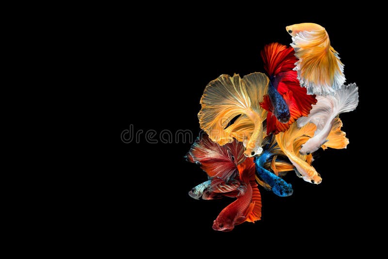 Ciérrese encima del movimiento de arte de los pescados de Betta, pescados que luchan siameses fotografía de archivo libre de regalías Ciérrese encima del movimiento de arte de los pescados de Betta, pescados que luchan siameses fotografía de archivo libre de regalías