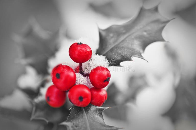Ciérrese encima del od que una rama del acebo con las bayas rojas cubrió con nieve en blanco y negro fotografía de archivo Ciérrese encima del od que una rama del acebo con las bayas rojas cubrió con nieve en blanco y negro fotografía de archivo