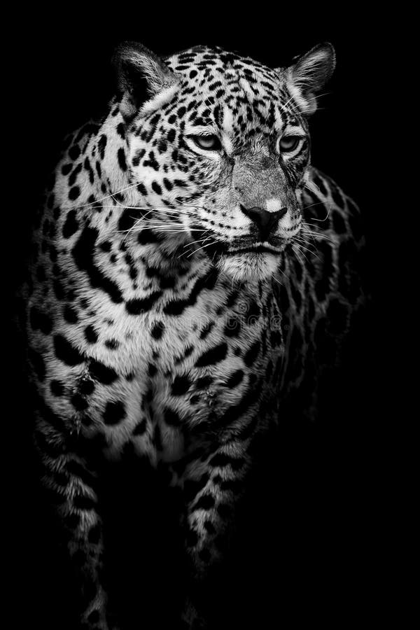 Ciérrese encima del retrato de Jaguar fotos de archivo
