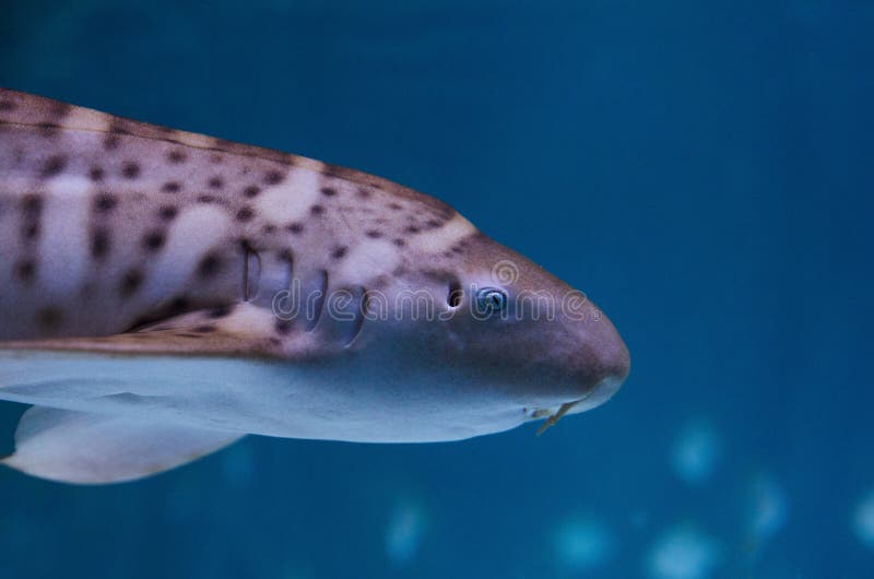 Ciérrese encima del retrato de un tiburón de ángel en el acuario imagen de archivo libre de regalías Ciérrese encima del retrato de un tiburón de ángel en el acuario imagen de archivo libre de regalías