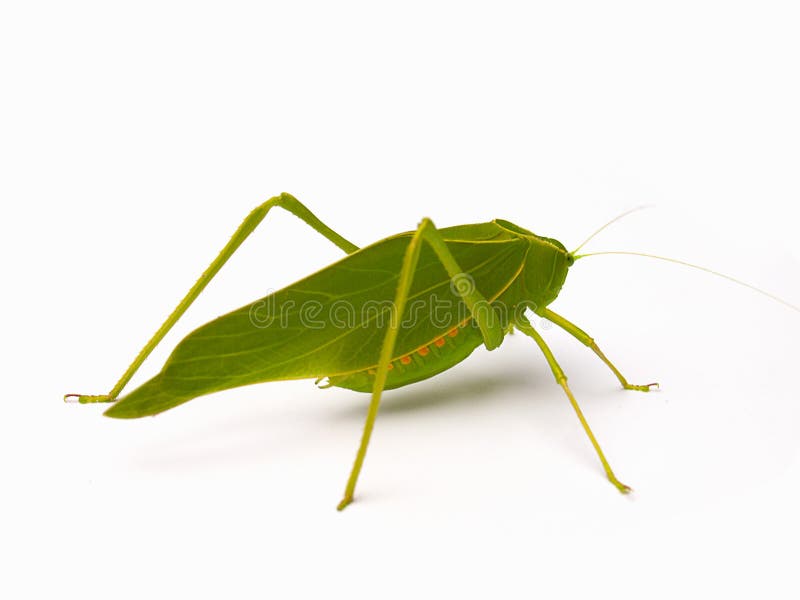 Ciérrese encima del saltamontes, hoja verde Katydid fotos de archivo Ciérrese encima del saltamontes, hoja verde Katydid fotos de archivo