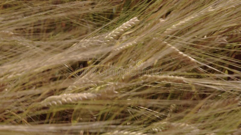 Ciérrese para arriba, campo de trigo maduro que sopla en el viento almacen de metraje de vídeo