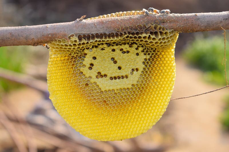 Ciérrese para arriba de abejas de la miel en el peine de la miel imágenes de archivo libres de regalías Ciérrese para arriba de abejas de la miel en el peine de la miel imágenes de archivo libres de regalías