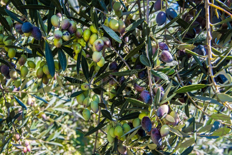Ciérrese para arriba de aceitunas en una arboleda verde oliva en Kerameikos, el cementerio antiguo de Atenas Grecia imagenes de archivo Ciérrese para arriba de aceitunas en una arboleda verde oliva en Kerameikos, el cementerio antiguo de Atenas Grecia imagenes de archivo