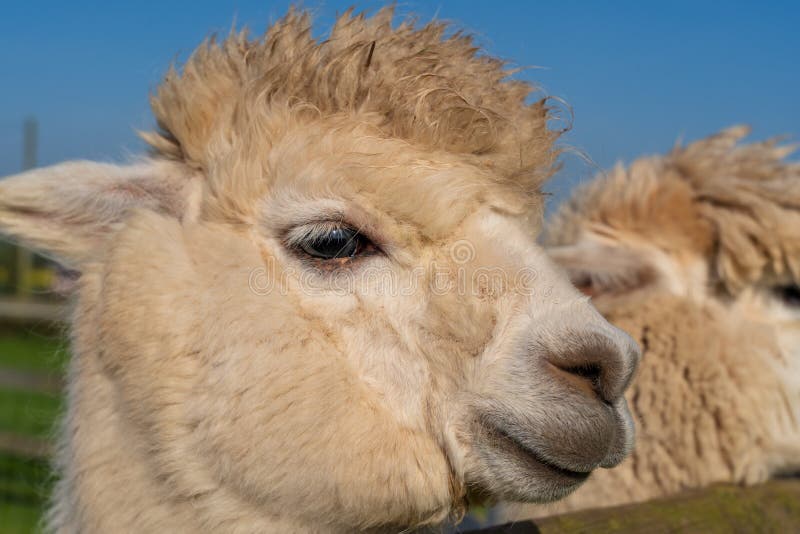 Ciérrese para arriba de alpacaa blanco de mirada divertido en la granja imagen de archivo libre de regalías Ciérrese para arriba de alpacaa blanco de mirada divertido en la granja imagen de archivo libre de regalías
