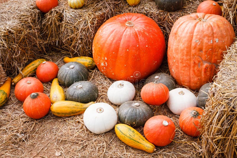 Calabazas y calabazas en la paja imagen de archivo libre de regalías Calabazas y calabazas en la paja imagen de archivo libre de regalías