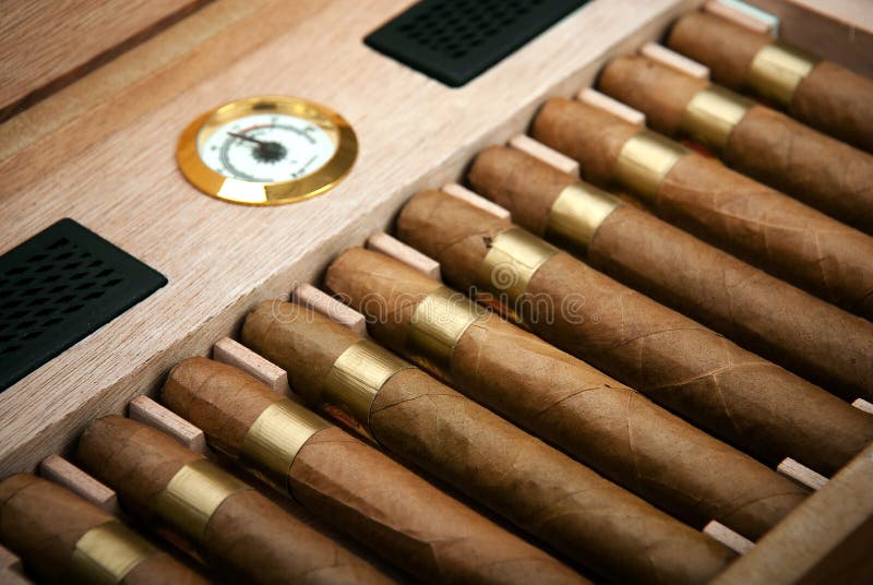 Ciérrese para arriba de cigarros en caja abierta del humidor foto de archivo Ciérrese para arriba de cigarros en caja abierta del humidor foto de archivo
