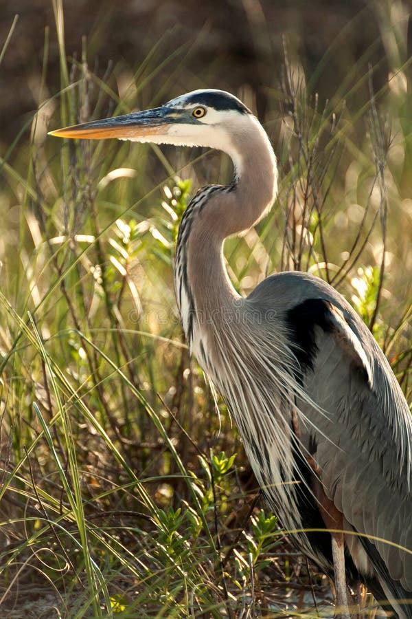 Ciérrese para arriba de Grey Heron imágenes de archivo libres de regalías Ciérrese para arriba de Grey Heron imágenes de archivo libres de regalías