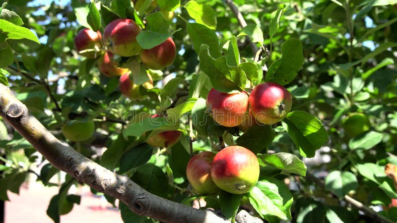Ciérrese para arriba de Hokkaido maduro Apple almacen de video
