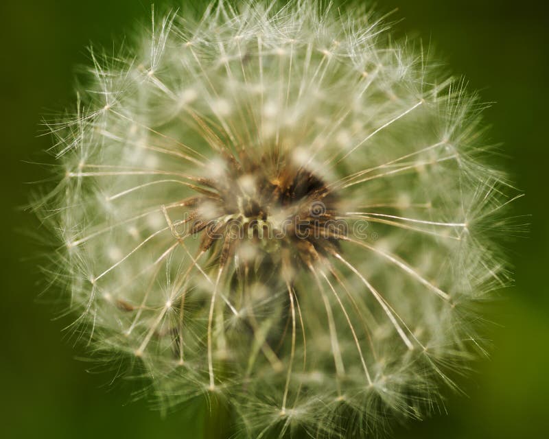 Ciérrese para arriba de la cabeza de la semilla del diente de león, officinale del Taraxacum fotos de archivo Ciérrese para arriba de la cabeza de la semilla del diente de león, officinale del Taraxacum fotos de archivo