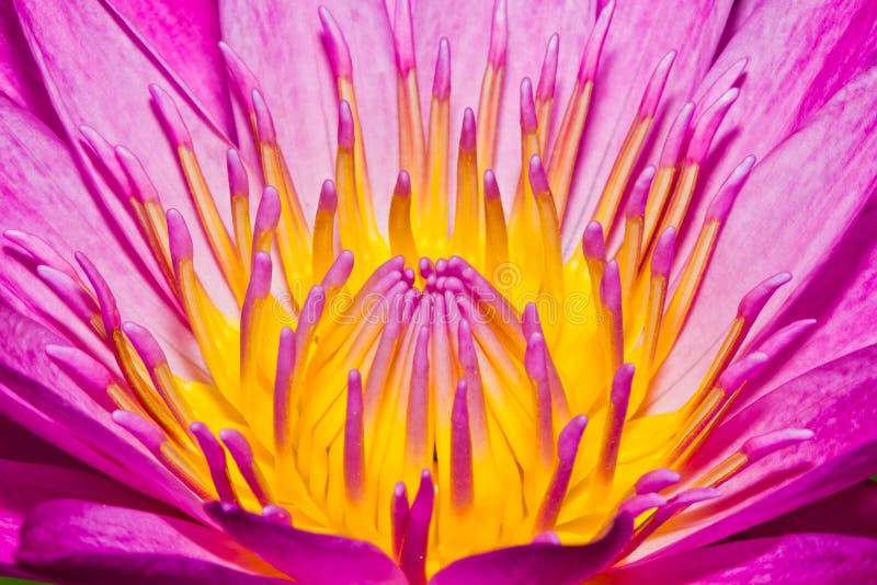 Close up of pink lotus flower in a pond. Close up of pink lotus flower in a pond