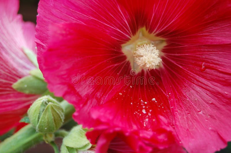 Ciérrese para arriba de la flor rosada de las malvarrosas Flor del jardín de la cabaña imagenes de archivo Ciérrese para arriba de la flor rosada de las malvarrosas Flor del jardín de la cabaña imagenes de archivo