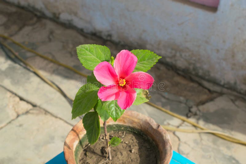 Ciérrese para arriba de la flor rosada lechosa hermosa del hibisco en un jardín imágenes de archivo libres de regalías Ciérrese para arriba de la flor rosada lechosa hermosa del hibisco en un jardín imágenes de archivo libres de regalías