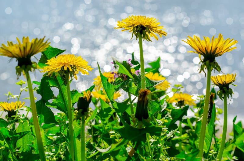 Ciérrese para arriba de las flores amarillas florecientes del diente de león (officinale del Taraxacum) en jardín el tiempo de pr imagen de archivo Ciérrese para arriba de las flores amarillas florecientes del diente de león (officinale del Taraxacum) en jardín el tiempo de pr imagen de archivo