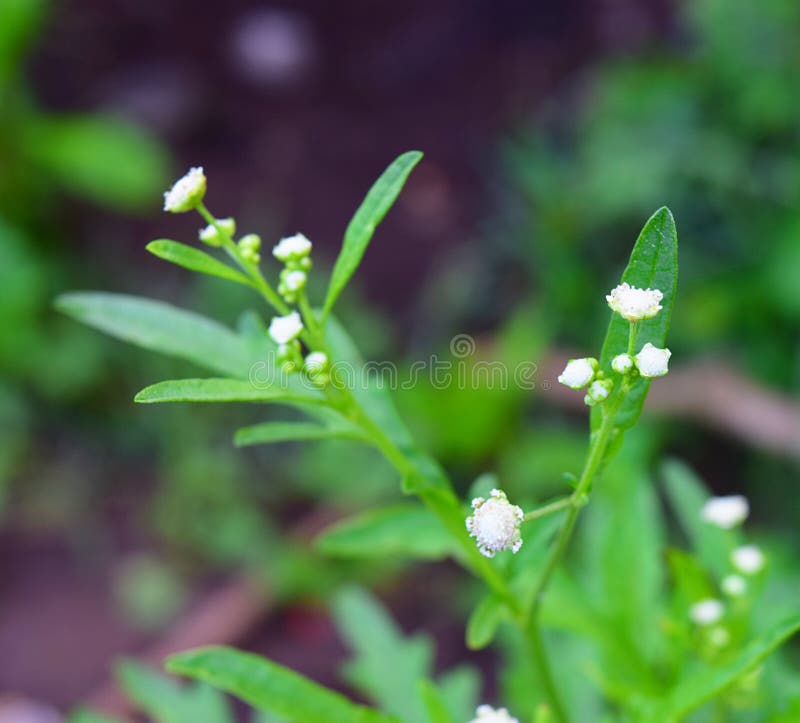 Ciérrese para arriba de las flores blancas y de las hojas verdes del Parthenium Hysterophorus - Santa Maria o hierba de la mala h imagen de archivo Ciérrese para arriba de las flores blancas y de las hojas verdes del Parthenium Hysterophorus - Santa Maria o hierba de la mala h imagen de archivo