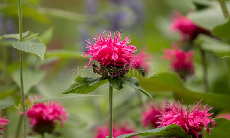 Ciérrese para arriba de las flores rosadas del didyma de Monarda del bálsamo de abeja imagen de archivo Ciérrese para arriba de las flores rosadas del didyma de Monarda del bálsamo de abeja imagen de archivo