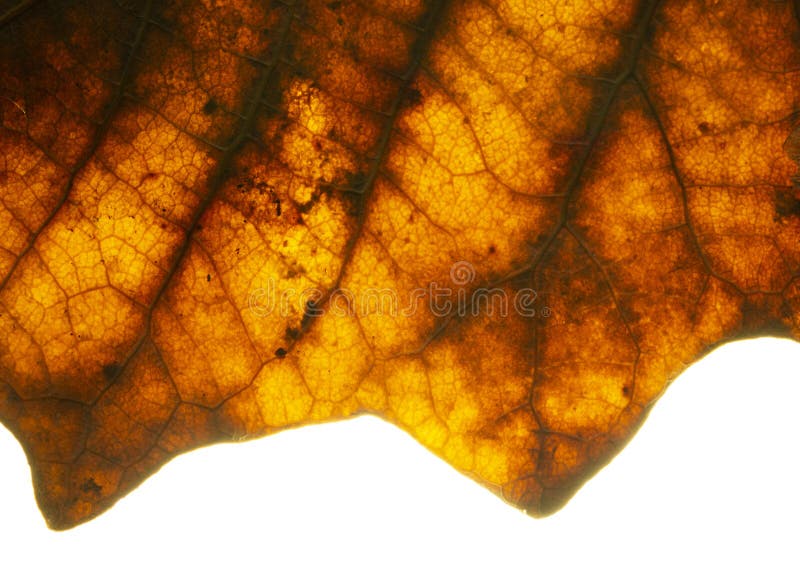 Ciérrese para arriba de las hojas secas del álamo para un fondo Fondo seco de la hoja El amarillo deja el modelo Primer amarillo fotos de archivo Ciérrese para arriba de las hojas secas del álamo para un fondo Fondo seco de la hoja El amarillo deja el modelo Primer amarillo fotos de archivo