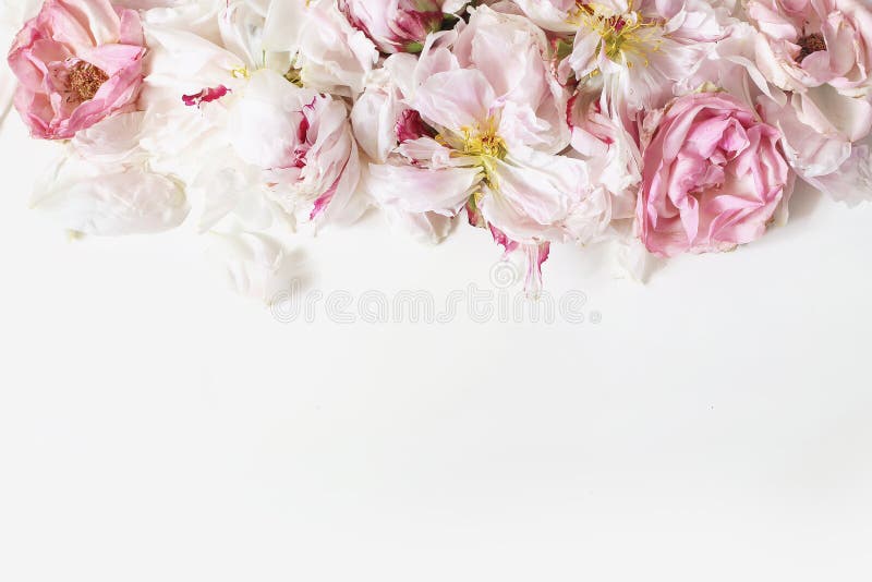 Ciérrese para arriba de las peonías del descoloramiento y de los pétalos color de rosa rosados de las flores aislados en el fondo imagenes de archivo Ciérrese para arriba de las peonías del descoloramiento y de los pétalos color de rosa rosados de las flores aislados en el fondo imagenes de archivo