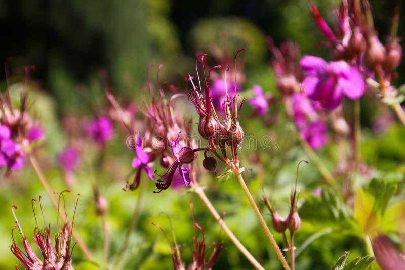 Ciérrese para arriba de los flores rosados del macrorrhizum del geranio del bigroot con los brotes cerrados y el fondo borroso ve imágenes de archivo libres de regalías Ciérrese para arriba de los flores rosados del macrorrhizum del geranio del bigroot con los brotes cerrados y el fondo borroso ve imágenes de archivo libres de regalías