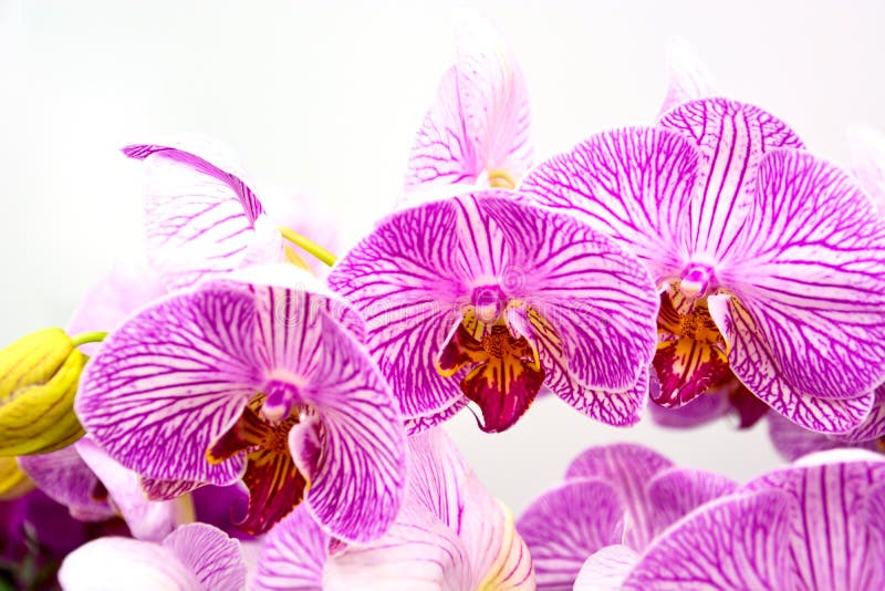 Ciérrese para arriba de orquídeas púrpuras, Phalaenopsis hermoso rayó las flores de la orquídea aisladas en el fondo blanco fotos de archivo Ciérrese para arriba de orquídeas púrpuras, Phalaenopsis hermoso rayó las flores de la orquídea aisladas en el fondo blanco fotos de archivo