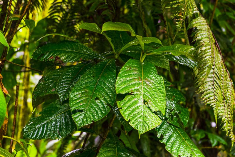 Ciérrese para arriba de plantas verdes en la selva de Basse Terre en Guadalupe imagen de archivo libre de regalías Ciérrese para arriba de plantas verdes en la selva de Basse Terre en Guadalupe imagen de archivo libre de regalías