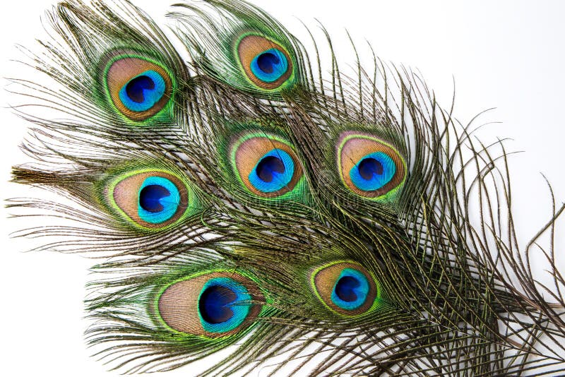 Ciérrese para arriba de pluma del pavo real imagen de archivo Ciérrese para arriba de pluma del pavo real imagen de archivo