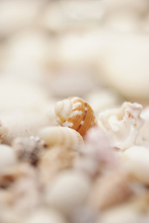 Ciérrese para arriba de seashells fotografía de archivo libre de regalías Ciérrese para arriba de seashells fotografía de archivo libre de regalías