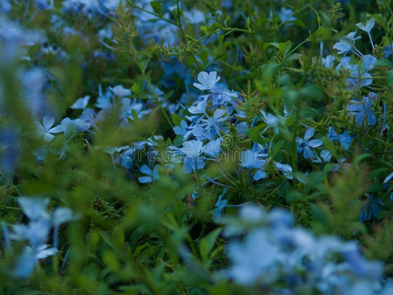 Ciérrese para arriba de un arbusto que florece con las pequeñas flores del terciopelo azul imagen de archivo libre de regalías Ciérrese para arriba de un arbusto que florece con las pequeñas flores del terciopelo azul imagen de archivo libre de regalías