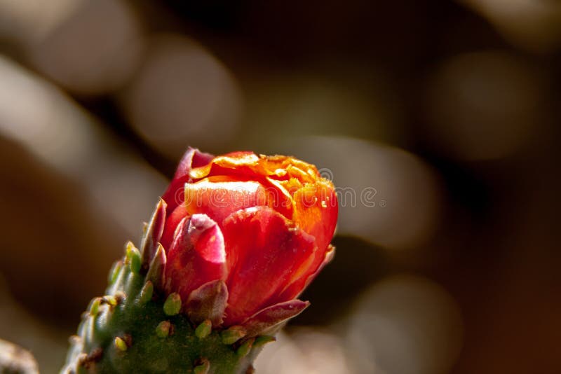 Ciérrese para arriba de un flor rojo del cactus imágenes de archivo libres de regalías Ciérrese para arriba de un flor rojo del cactus imágenes de archivo libres de regalías