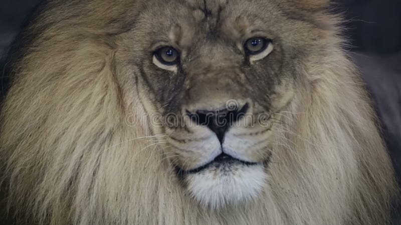 Ciérrese para arriba de un león masculino majestuoso que mira fijamente en cámara. almacen de metraje de vídeo