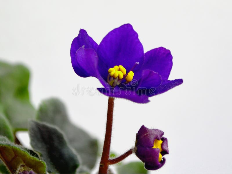 Ciérrese para arriba de un Saintpaulia púrpura violeta africano de la flor con las hojas verdes en un blanco fotografía de archivo libre de regalías Ciérrese para arriba de un Saintpaulia púrpura violeta africano de la flor con las hojas verdes en un blanco fotografía de archivo libre de regalías
