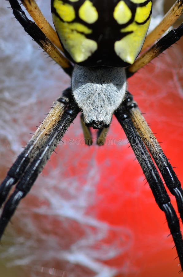 Ciérrese para arriba de una araña del Argiope fotos de archivo Ciérrese para arriba de una araña del Argiope fotos de archivo