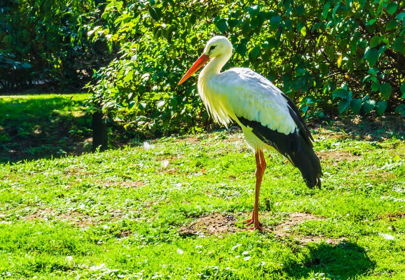 Ciérrese para arriba de una cigüeña blanca y negra hermosa que se coloca en un paisaje del bosque fotografía de archivo Ciérrese para arriba de una cigüeña blanca y negra hermosa que se coloca en un paisaje del bosque fotografía de archivo