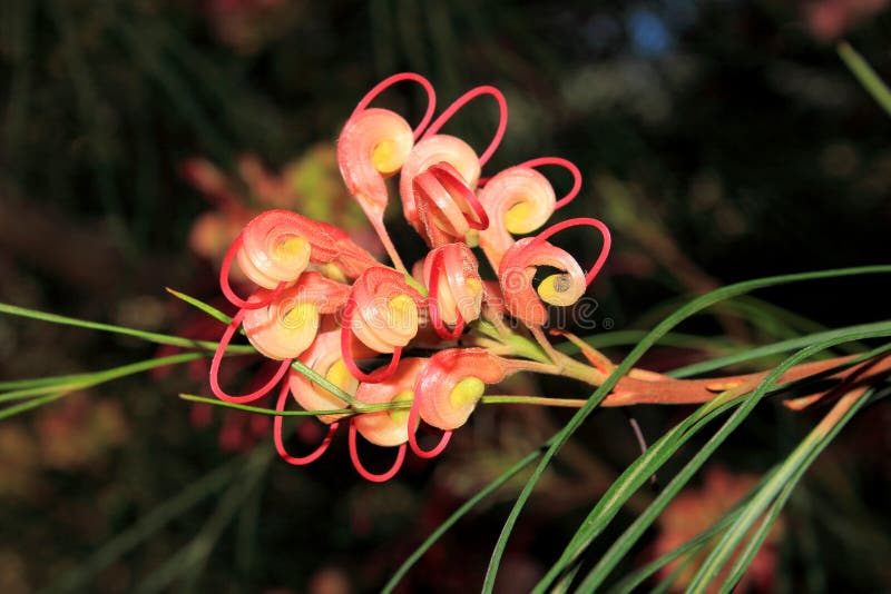 Ciérrese para arriba de una flor nativa australiana del grevillea imágenes de archivo libres de regalías Ciérrese para arriba de una flor nativa australiana del grevillea imágenes de archivo libres de regalías