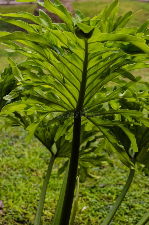Ciérrese para arriba de una hoja grande de una palmera, contra luz del sol imagen de archivo libre de regalías Ciérrese para arriba de una hoja grande de una palmera, contra luz del sol imagen de archivo libre de regalías