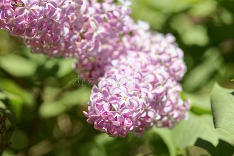 Ciérrese para arriba de una lila floreciente Tiro macro de las flores purpúreas claras de una primavera Sally bajo de depth-of-fi foto de archivo libre de regalías Ciérrese para arriba de una lila floreciente Tiro macro de las flores purpúreas claras de una primavera Sally bajo de depth-of-fi foto de archivo libre de regalías