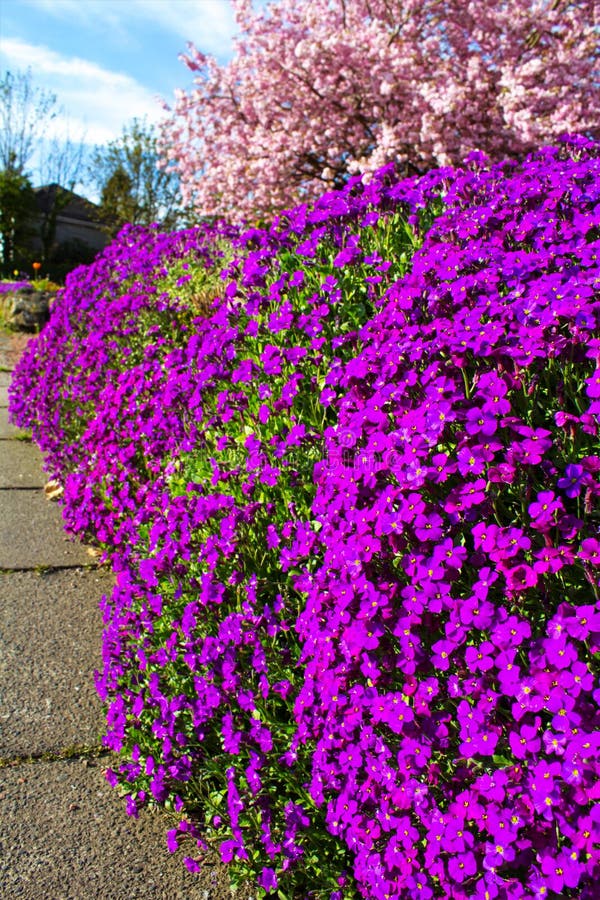 Ciérrese para arriba de una mancha grande del deltoidea de Aubrieta, también conocida como berro de roca púrpura imagen de archivo Ciérrese para arriba de una mancha grande del deltoidea de Aubrieta, también conocida como berro de roca púrpura imagen de archivo