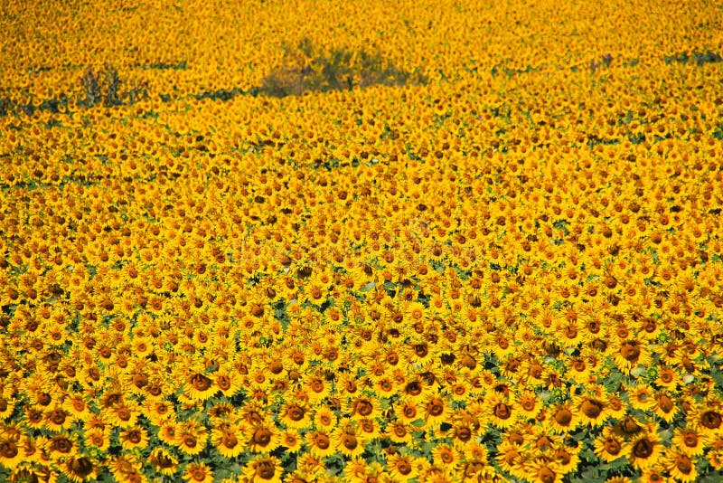 Ciérrese para arriba del campo con los girasoles incontables brillantes brillantes - Andalucía fotos de archivo libres de regalías Ciérrese para arriba del campo con los girasoles incontables brillantes brillantes - Andalucía fotos de archivo libres de regalías