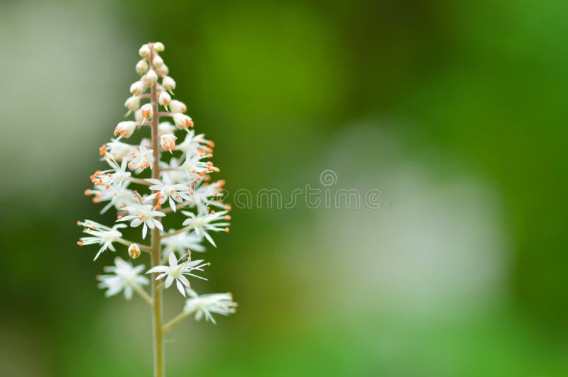 Ciérrese para arriba del cordifolia del Tiarella (la flor de la espuma) fotografía de archivo Ciérrese para arriba del cordifolia del Tiarella (la flor de la espuma) fotografía de archivo