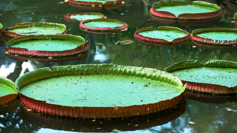 Ciérrese para arriba del gigante el Amazonas waterlily que crece en Río imagen de archivo Ciérrese para arriba del gigante el Amazonas waterlily que crece en Río imagen de archivo