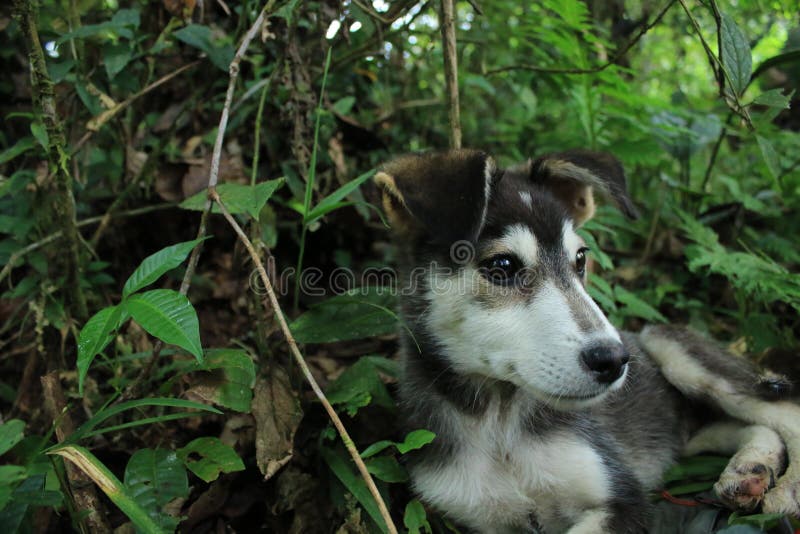 Ciérrese para arriba del lado de un negro con la cabeza blanca y linda de un perrito con el bosque en el fondo fotografía de archivo libre de regalías Ciérrese para arriba del lado de un negro con la cabeza blanca y linda de un perrito con el bosque en el fondo fotografía de archivo libre de regalías