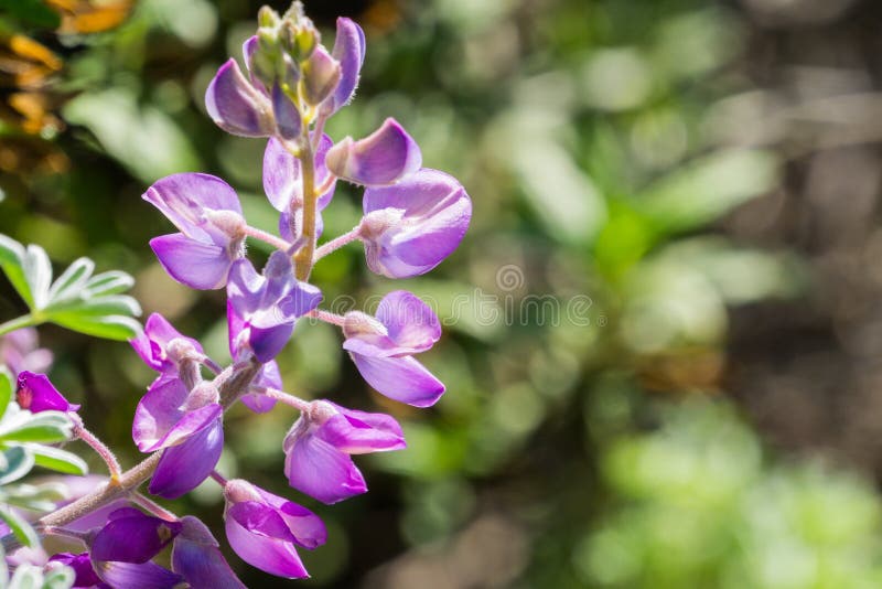 Ciérrese para arriba del microcarpus o del lupine Lupine del valle, California del Lupinus de las flores imagen de archivo Ciérrese para arriba del microcarpus o del lupine Lupine del valle, California del Lupinus de las flores imagen de archivo
