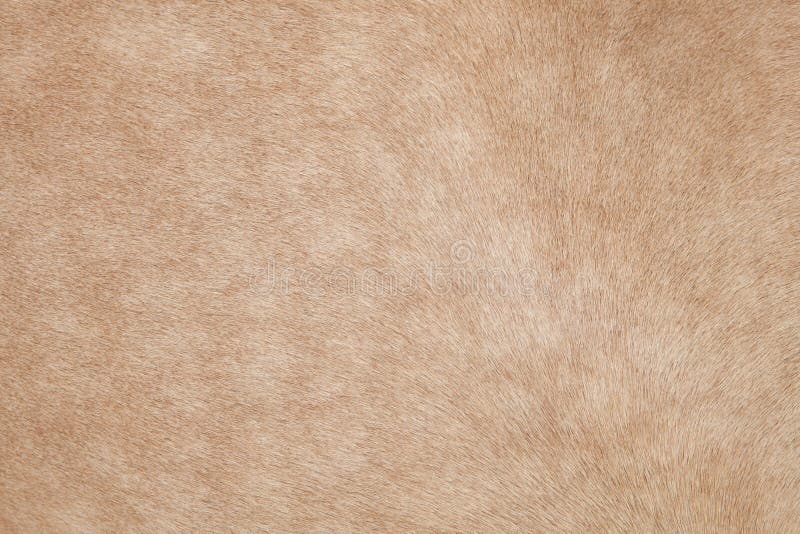 Close up of horse hair,fur, skin, leather use as animals and natural background ,backdrop. Close up of horse hair,fur, skin, leather use as animals and natural background ,backdrop