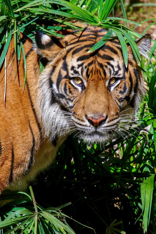 Ciérrese para arriba del tigre que mira en cámara foto de archivo libre de regalías Ciérrese para arriba del tigre que mira en cámara foto de archivo libre de regalías