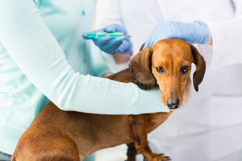 Ciérrese para arriba del veterinario que hace la vacuna para perseguir en la clínica fotos de archivo libres de regalías Ciérrese para arriba del veterinario que hace la vacuna para perseguir en la clínica fotos de archivo libres de regalías