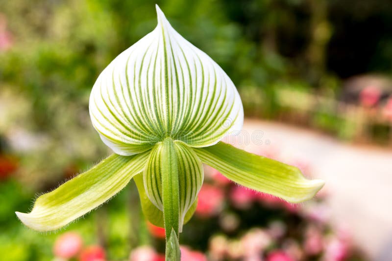 Ciérrese para arriba detrás de la flor del deslizador de señora Orchi de Maudiae del Paphiopedilum foto de archivo libre de regalías Ciérrese para arriba detrás de la flor del deslizador de señora Orchi de Maudiae del Paphiopedilum foto de archivo libre de regalías