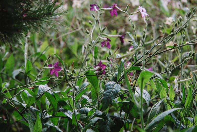 Ciérrese para arriba en las flores del alata de la nicociana fotos de archivo libres de regalías Ciérrese para arriba en las flores del alata de la nicociana fotos de archivo libres de regalías