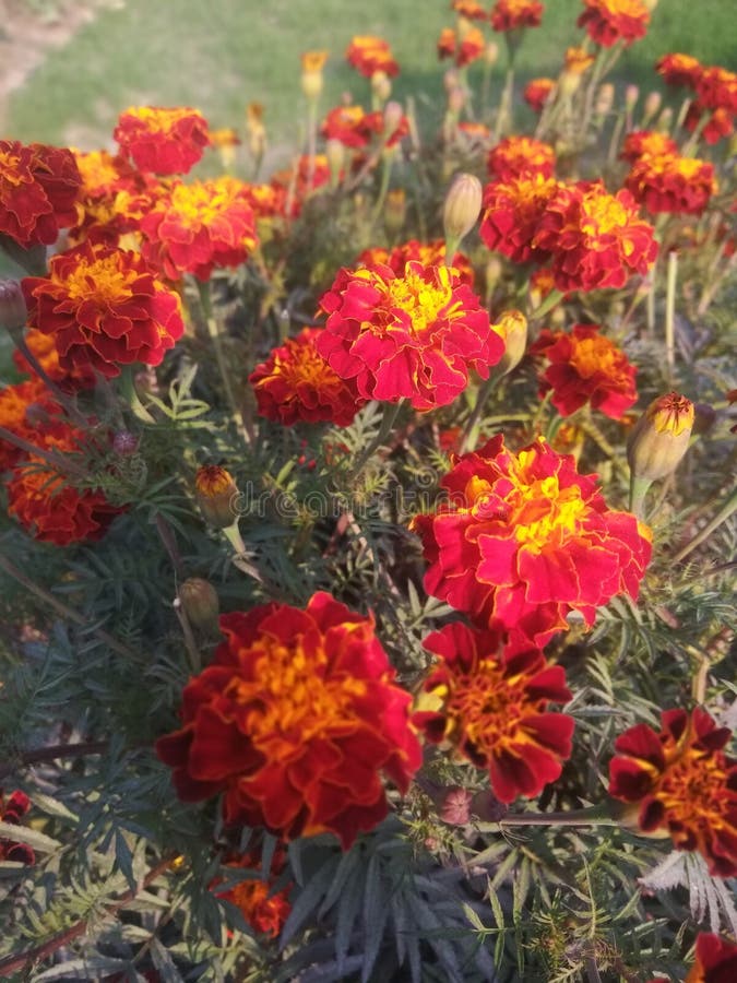 Ciò è i fiori del villaggio indiano dallo stato del Bihar fotografie stock libere da diritti Ciò è i fiori del villaggio indiano dallo stato del Bihar fotografie stock libere da diritti